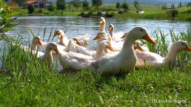 一群鸭子从池塘悠闲上岸升格实拍